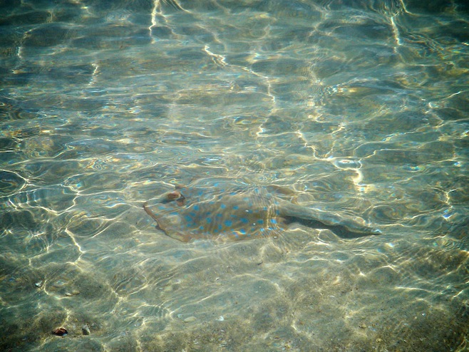 Stingray